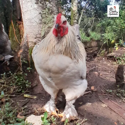 Lindo Galo Brahma, tonalidade Brahma Light.