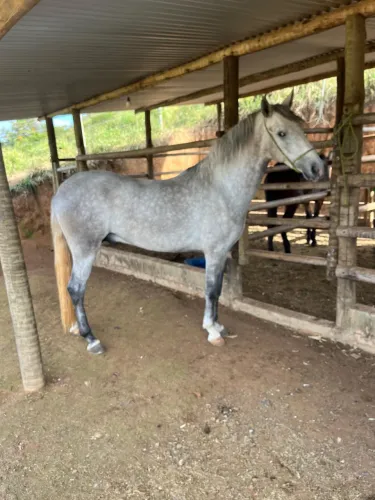 Potro mangalarga marchador 