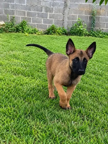 Pastor belga malinois últimos exemplares com 55 dias