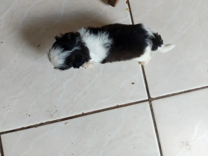 Shiatsu tenho 5 femias e 2 machinhos 