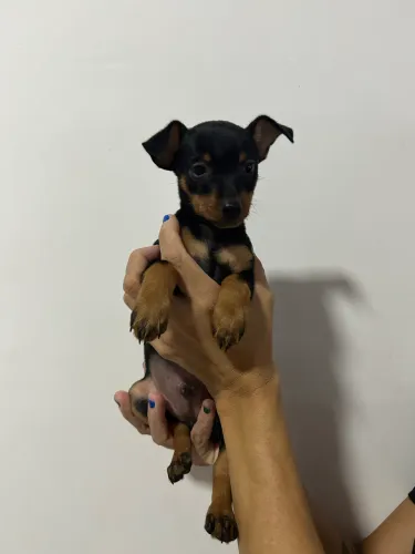 PINSCHER MACHO NÚMERO 1