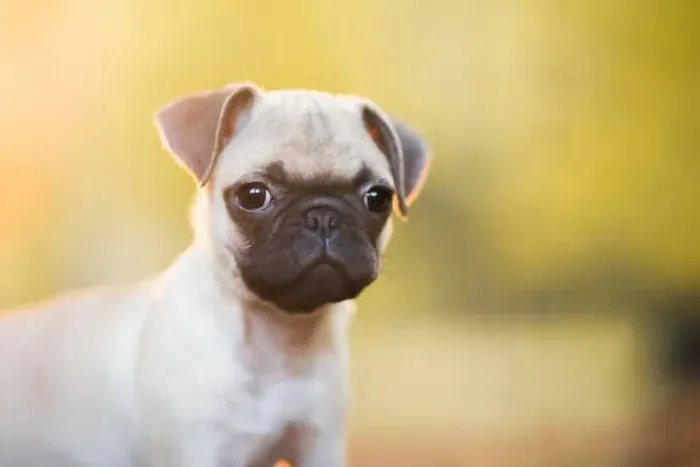 Pug Muito Charmoso ?
