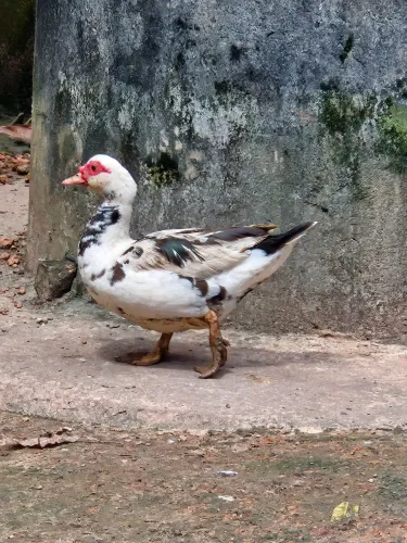 Patos