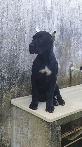 Cane Corso