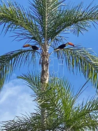 Chácara em Distrito de Jafa - Garça