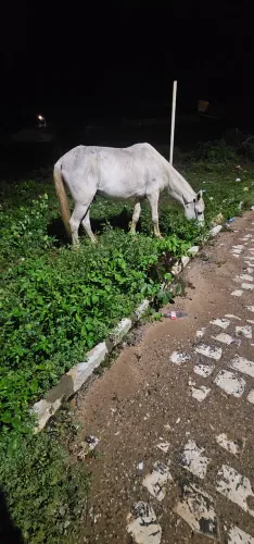 Cavalo de esteira Em Mossoro 