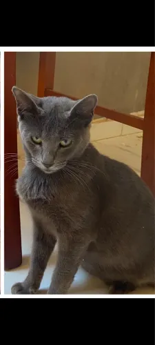 Gata cinza fêmea