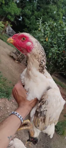 Vende se galinhas e galos,indianos,crista bola