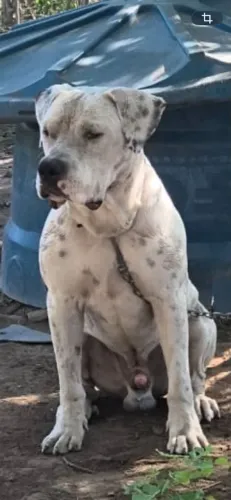 Filhotes de pitbull GG
