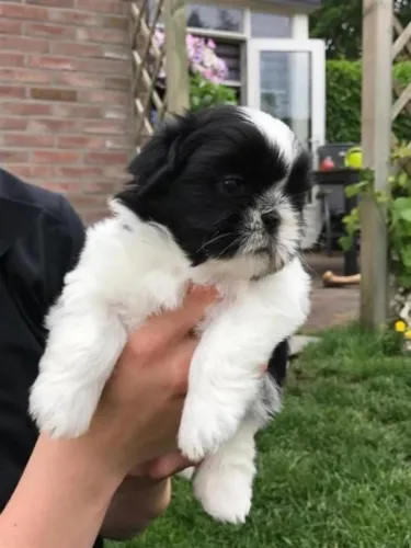 Shih Tzu fêmea Mini perfeita preta e branca
