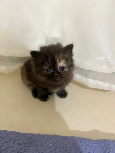 Lindos filhotes de gato persa