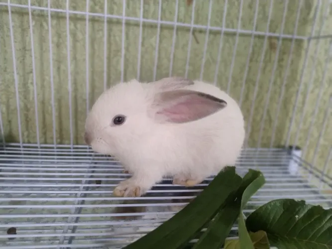 Mini Coelho
