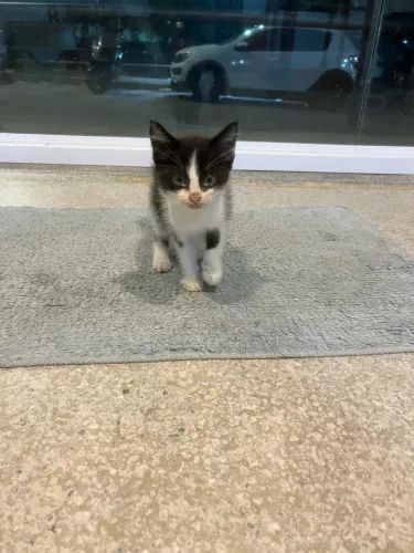Gatinho para adoção