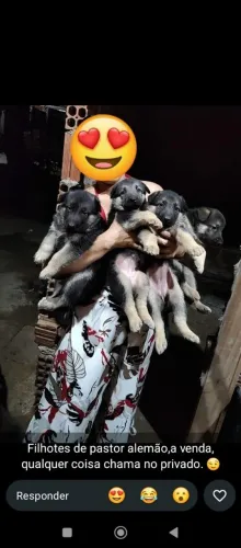 Vendo filhotes de Pastor Alemão disponível
