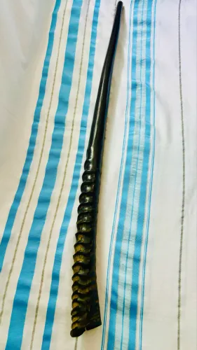 Shofar de Oryx Importado de Israel