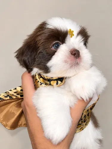 Shih tzu Fêmea 