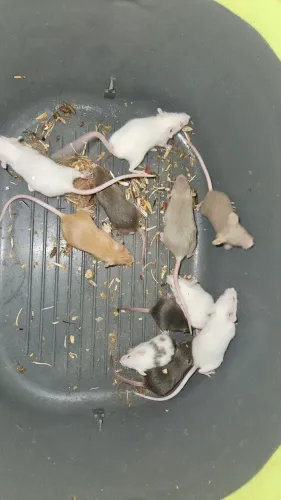 Ratinhos pra venda