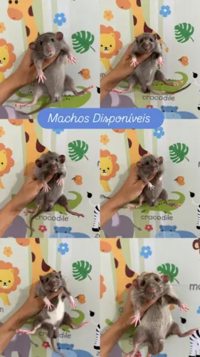 Ratinho de Laboratório