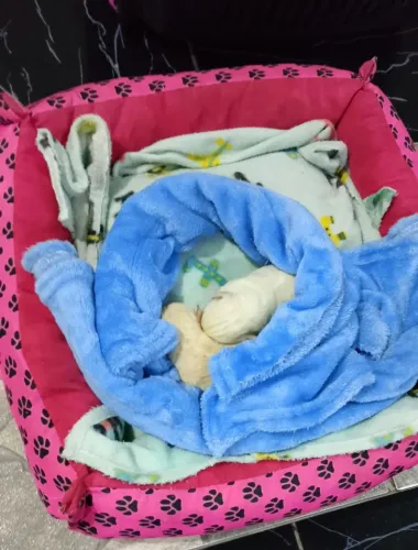 Mini cachorrinhos