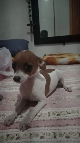 Pinscher
