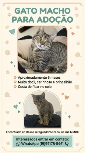 Filhote de Gato Macho 