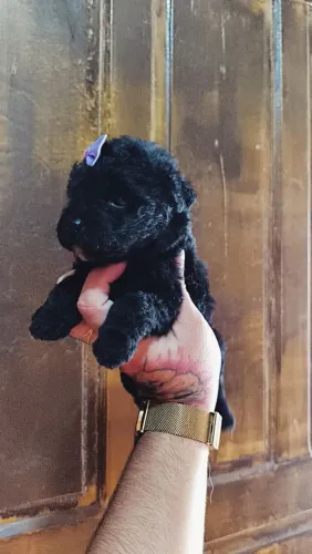 Poodle femia toy 