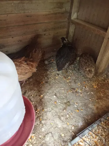 Codornas 