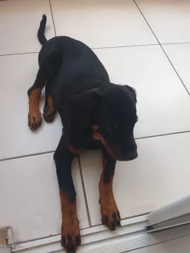 Filhote de rottweiler