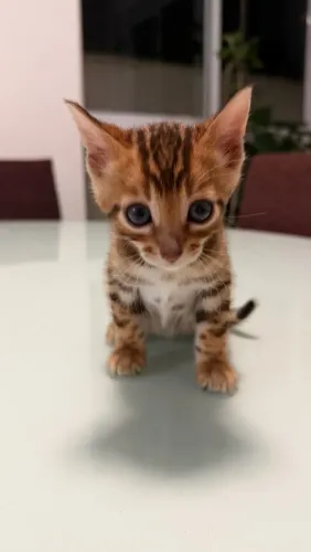Gatinho BENGAL macho