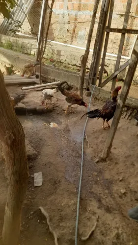 Vende-se galinhas 40 reais cada e galos 50 reais cada