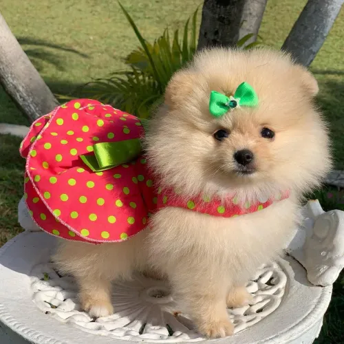 Lulu da Pomerânia anãozinho