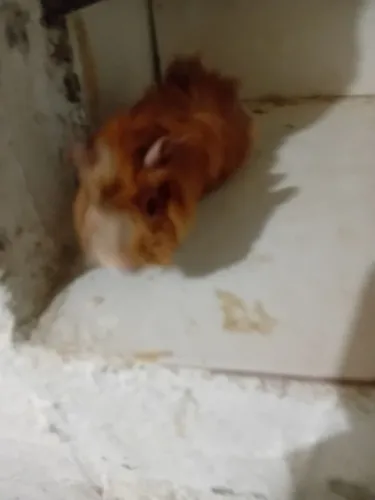 Porquinho da Índia fêmea e macho