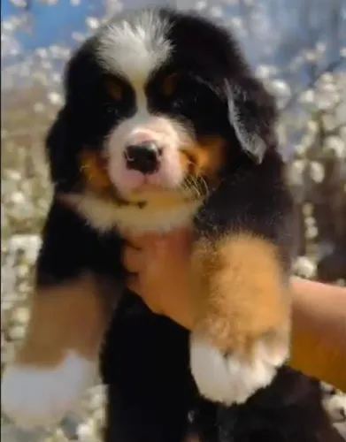 Filhotes de Bernese | Seu próximo amigo pode estar nesta seleção!