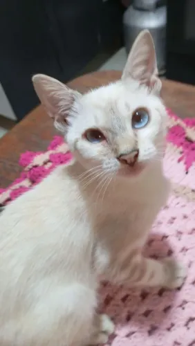 Doações de pet