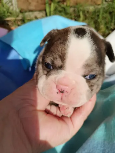 Bulldog francês machos