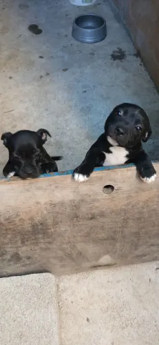 Vendo Staffordshire Bull terrier fêmea
