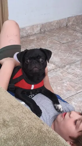 Filhote pug