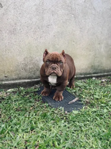 Filhote American Bully Chocolate 