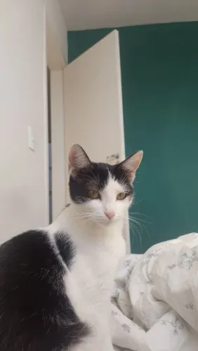 Doação de gatinhos (Leia a descrição)