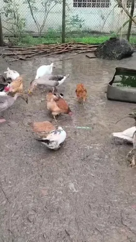 Patos, gansos e galinhas à venda