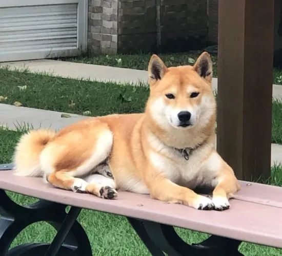 Lindos filhotes de Shiba Inu