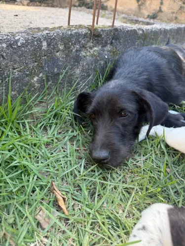 Doação de cachorro macho castrado