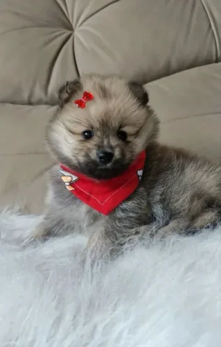 Doação Lulu da pomeranea 