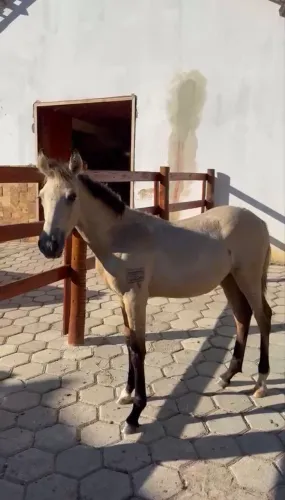 Cavalo
