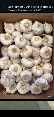 Título: Alho Nº9 em 10 kg + Castanhas de caju Atacado<br>