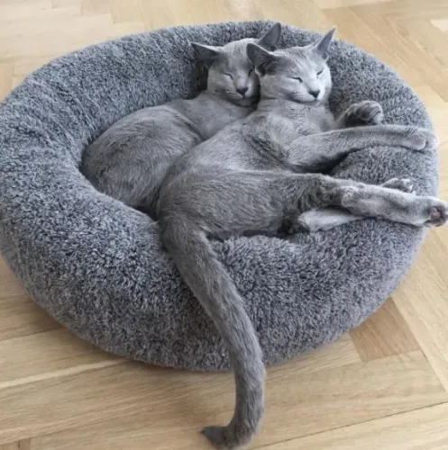 Russian Blue 2 belos filhotes 
