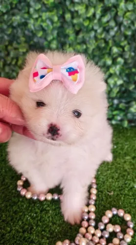 Spitz Alemão fêmeas creme. Fofinhas e carinhosas!