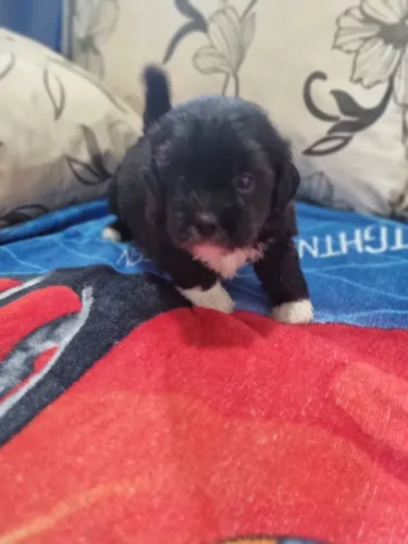 Cachorro da raça Shitzu com ilhada Apso