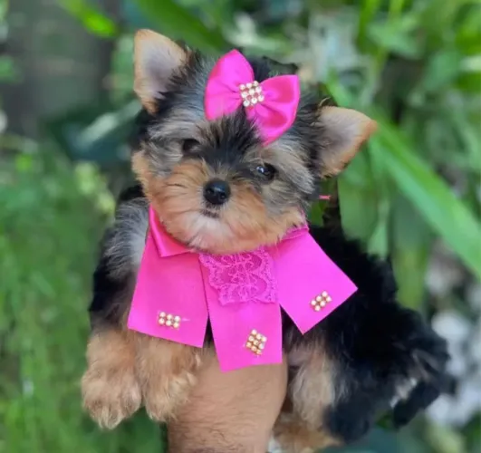 yorkshire- poderosa de tanta lindeza