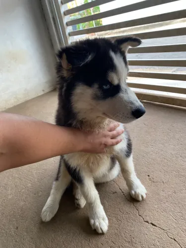 Vende - de filhote de husky siberiano